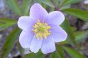 Valkovuokko2C_Anemone_nemorosa__Blue_Beayty__IMG_6428.jpg