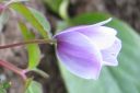 Tiedostonimi=Valkovuokko2C_Anemone_nemorosa__Blue_Beayty__IMG_6459.jpg
Tiedostokoko=32kt
Koko=600x399
Lisätty=11.03.2011 Valkovuokko2C_Anemone_nemorosa__Blue_Beayty__IMG_6459.jpg