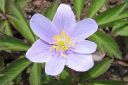 Valkovuokko2C_Anemone_nemorosa__Blue_Beayty__IMG_6579.jpg