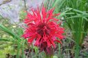 Variminttu2C_Monarda_didyma_IMG_0050.jpg