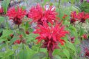 Variminttu2C_Monarda_didyma_IMG_0052.jpg