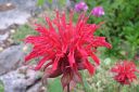 Variminttu2C_Monarda_didyma_IMG_0053.jpg