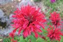 Variminttu2C_Monarda_didyma_IMG_0057.jpg