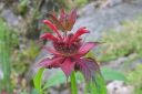 Variminttu2C_Monarda_didyma_IMG_6711.jpg