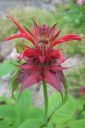 Variminttu2C_Monarda_didyma_IMG_6814.jpg