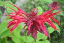 Variminttu2C_Monarda_didyma_IMG_7547.jpg