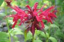 Variminttu2C_Monarda_didyma_IMG_7780.jpg