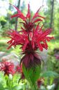 Variminttu2C_Monarda_didyma_IMG_7789.jpg