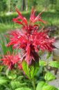 Variminttu2C_Monarda_didyma_IMG_7975.jpg