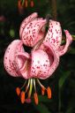 Varjolilja2C_Lilium_martagon_IMG_2462.jpg