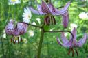 Varjolilja2C_Lilium_martagon_IMG_2956.jpg