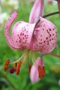 Varjolilja2C_Lilium_martagon_IMG_3013.jpg