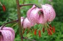 Varjolilja2C_Lilium_martagon_IMG_7056.jpg