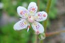 Varjorikko2C_Saxifraga_umbrosa_IMG_3859.jpg