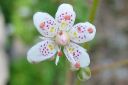 Varjorikko2C_Saxifraga_umbrosa_IMG_3860.jpg