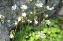 Varjorikko2C_Saxifraga_umbrosa_IMG_3862.jpg