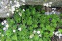 Varjorikko2C_Saxifraga_umbrosa_IMG_5071.jpg