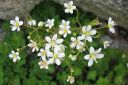 Varjorikko2C_Saxifraga_umbrosa_IMG_5072.jpg