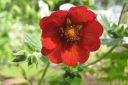 Verihanhikki2C_Potentilla_atrosanguinea_IMG_6378.jpg