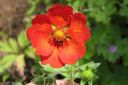 Verihanhikki2C_Potentilla_atrosanguinea_IMG_6379.jpg