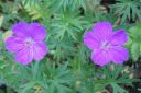 Verikurjenpolvi2C_Geranium_sanguineum_IMG_1812.jpg