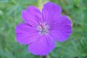 Verikurjenpolvi2C_Geranium_sanguineum_IMG_1814.jpg