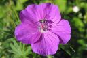 Verikurjenpolvi2C_Geranium_sanguineum_IMG_4727.jpg