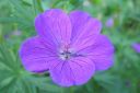 Verikurjenpolvi2C_Geranium_sanguineum_IMG_5236.jpg