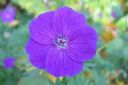 Verikurjenpolvi2C_Geranium_sanguineum_IMG_5467.jpg