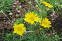 Villamo2C_Eriophyllum_lanatum_IMG_7132.jpg