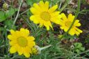 Villamo2C_Eriophyllum_lanatum_IMG_7133.jpg