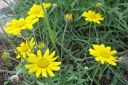 Villamo2C_Eriophyllum_lanatum_IMG_7527.jpg