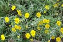 Villamo2C_Eriophyllum_lanatum_IMG_8801.jpg