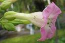 Virginiantupakka_28kessu292C_Nicotiana_tabacum_IMG_0001.jpg