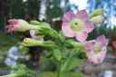 Virginiantupakka_28kessu292C_Nicotiana_tabacum_IMG_0191.jpg