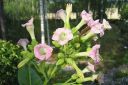 Virginiantupakka_28kessu292C_Nicotiana_tabacum_IMG_0441.jpg