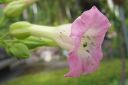 Virginiantupakka_28kessu292C_Nicotiana_tabacum_IMG_2250.jpg