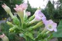 Virginiantupakka_28kessu292C_Nicotiana_tabacum_IMG_3542.jpg