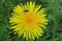 Voikukka2C_Taraxacum_officinale_IMG_0016.jpg