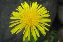 Voikukka2C_Taraxacum_officinale_IMG_0023.jpg