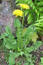 Voikukka2C_Taraxacum_officinale_IMG_0025.jpg