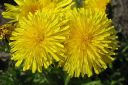 Voikukka2C_Taraxacum_officinale_IMG_0161.jpg