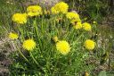 Voikukka2C_Taraxacum_officinale_IMG_0169.jpg