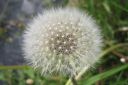 Voikukka2C_Taraxacum_officinale_IMG_1622.jpg