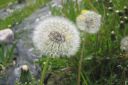 Voikukka2C_Taraxacum_officinale_IMG_1624.jpg