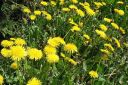 Voikukka2C_Taraxacum_officinale_IMG_8547.jpg