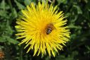 Voikukka2C_Taraxacum_officinale_IMG_8548.jpg