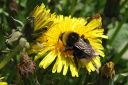 Voikukka2C_Taraxacum_officinale_IMG_8550.jpg