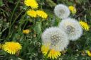 Voikukka2C_Taraxacum_officinale_IMG_8553.jpg