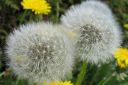 Tiedostonimi=Voikukka2C_Taraxacum_officinale_IMG_8554.jpg
Tiedostokoko=59kt
Koko=600x399
Lisätty=11.03.2011 Voikukka2C_Taraxacum_officinale_IMG_8554.jpg
